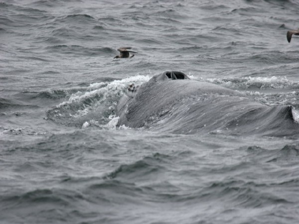 Humpback Whale